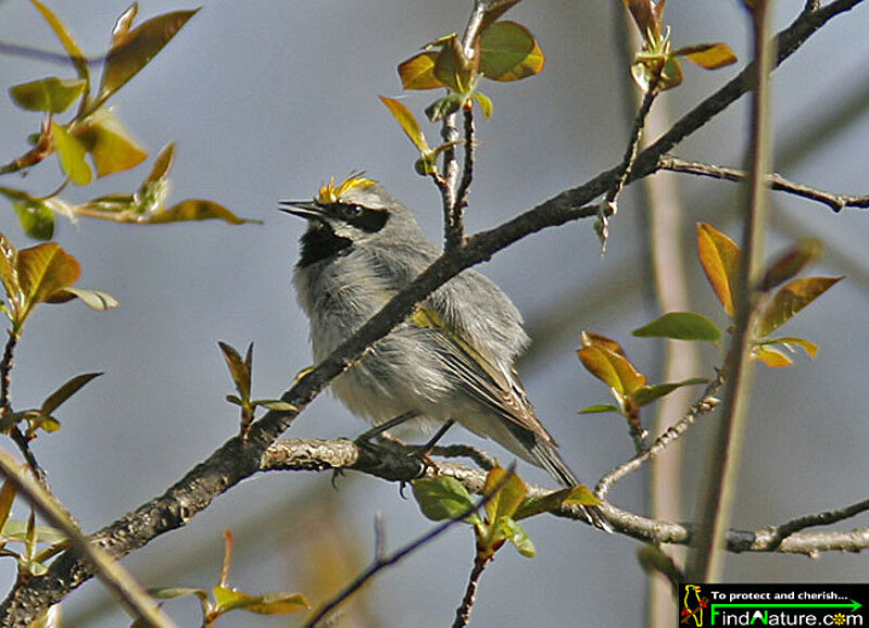 Paruline à ailes dorées mâle adulte nuptial