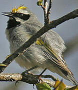 Golden-winged Warbler