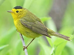 Wilson's Warbler