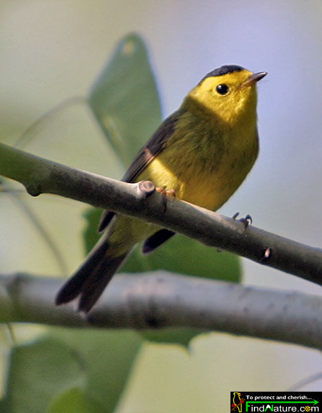 Wilson's Warbler