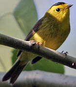 Wilson's Warbler