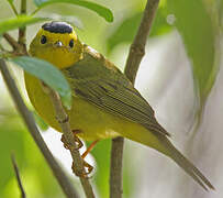 Wilson's Warbler