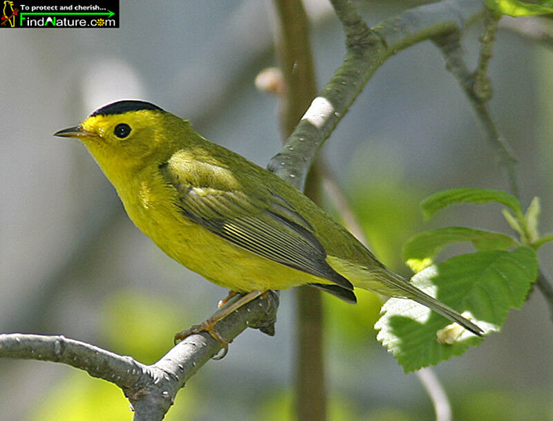 Wilson's Warbler male adult