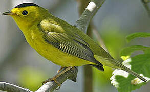 Wilson's Warbler