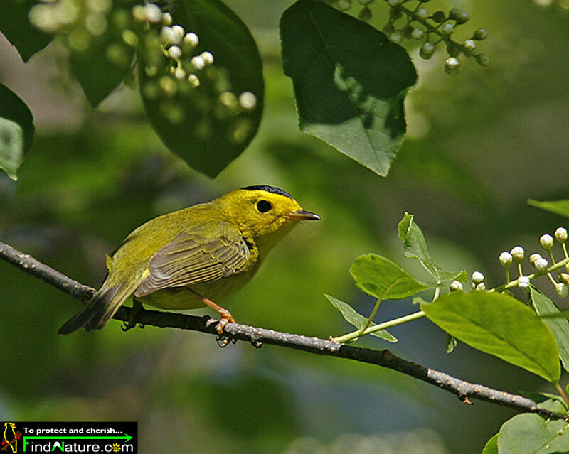 Wilson's Warbler male adult