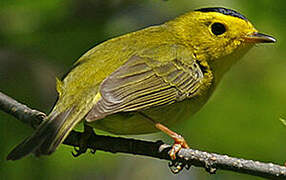 Wilson's Warbler