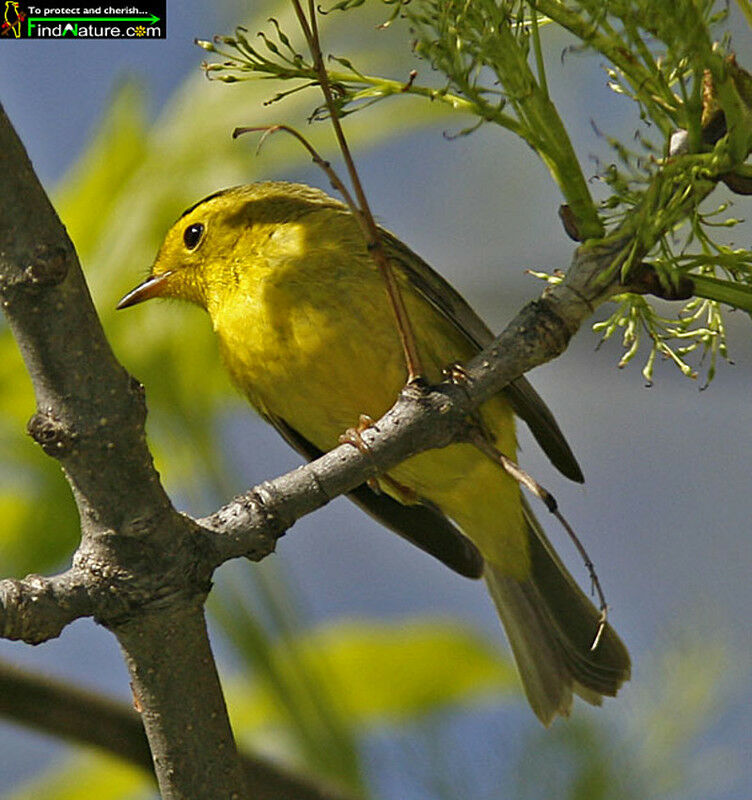 Wilson's Warbler male adult