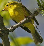 Wilson's Warbler