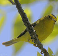 Wilson's Warbler