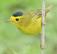 Wilson's Warbler