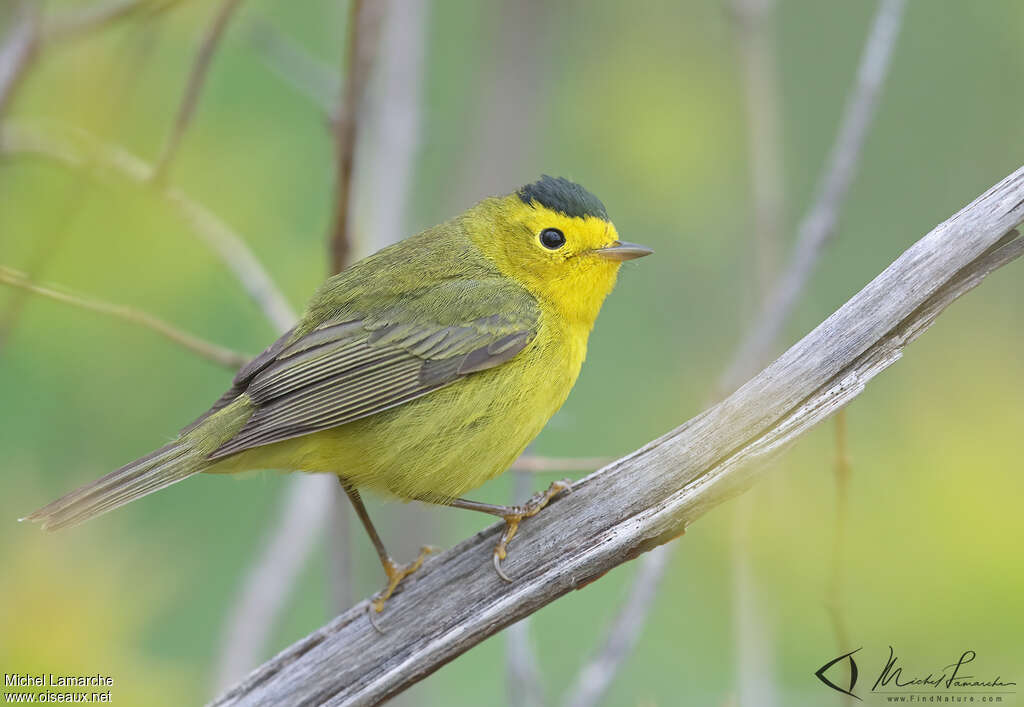 Wilson's Warbler male adult breeding, identification