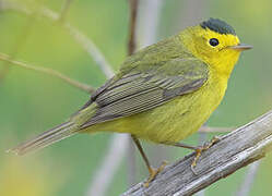 Wilson's Warbler