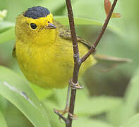 Wilson's Warbler