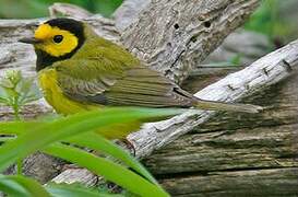 Hooded Warbler