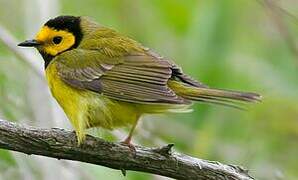 Hooded Warbler