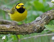 Hooded Warbler