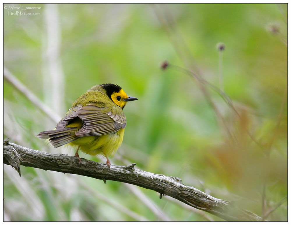 Hooded Warbler