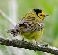 Hooded Warbler