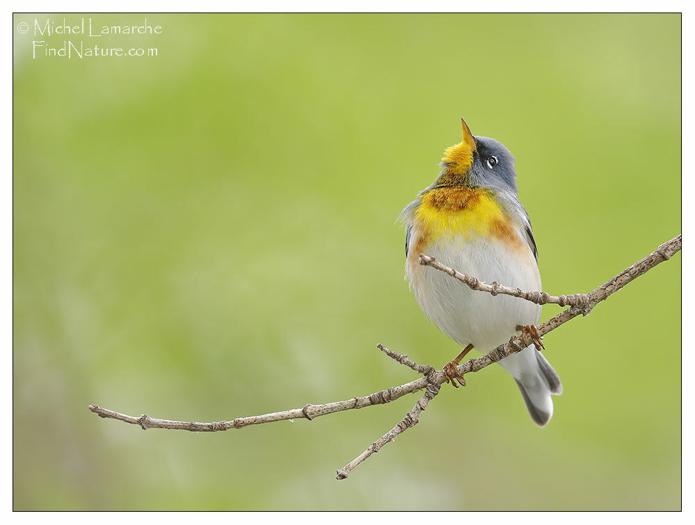 Northern Parula