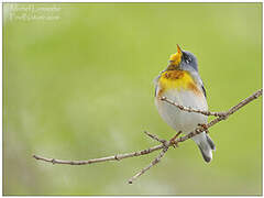 Northern Parula