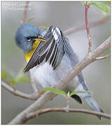 Northern Parula