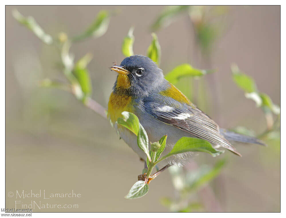 Northern Parula male adult breeding, close-up portrait