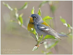 Northern Parula