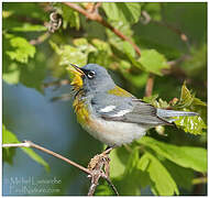 Northern Parula