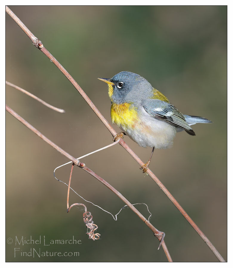 Northern Parula