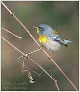 Northern Parula