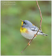 Northern Parula