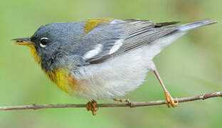 Northern Parula