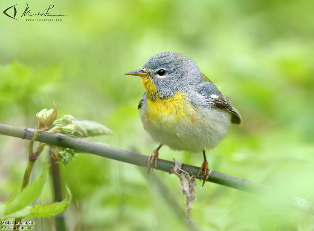 Northern Parula male subadult, close-up portrait