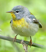 Northern Parula