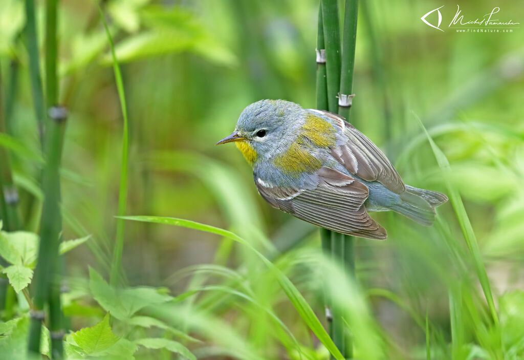 Northern Parula male adult