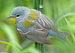 Northern Parula