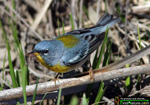 Northern Parula