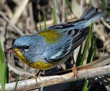 Northern Parula