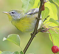 Northern Parula