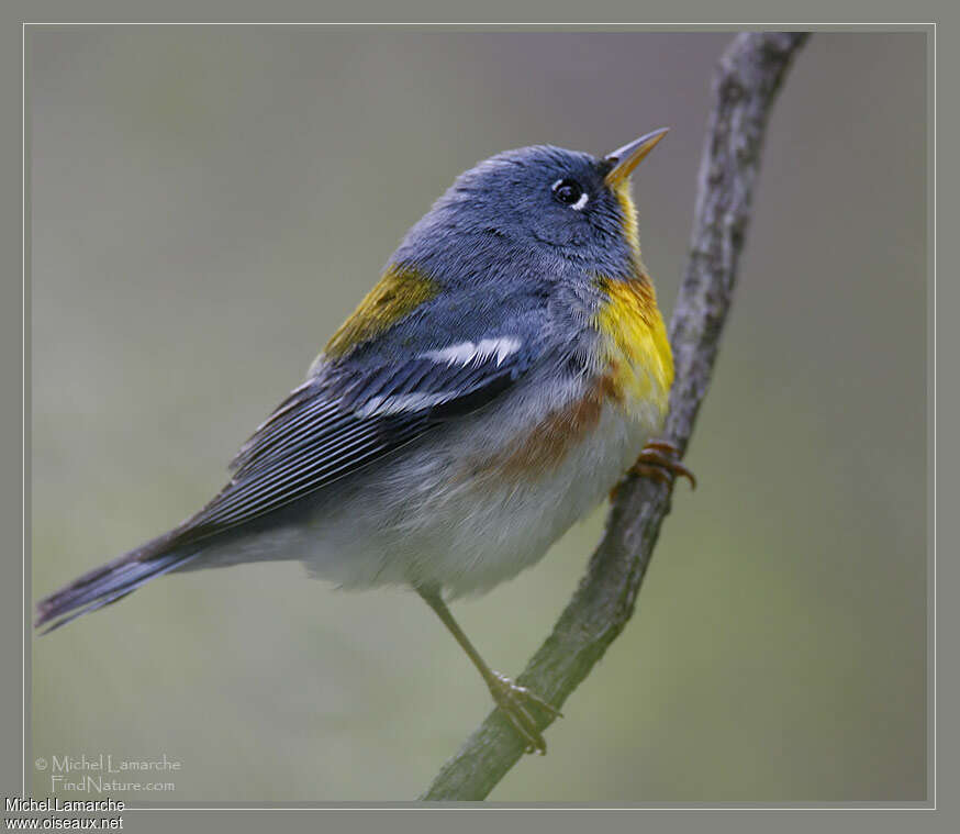 Northern Parula male adult breeding, identification