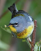 Northern Parula