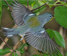 Northern Parula