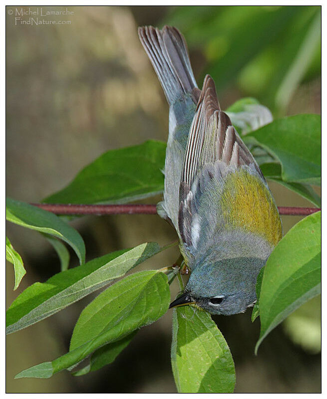 Northern Parula