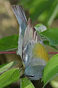 Northern Parula