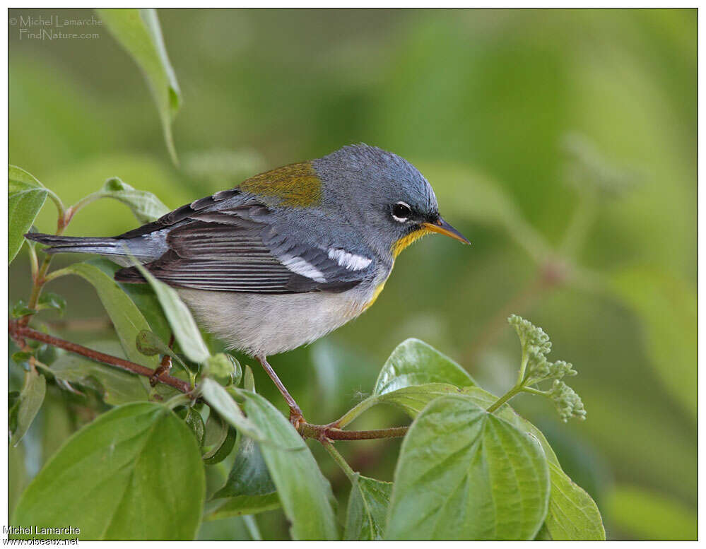 Northern Parula male adult breeding, pigmentation