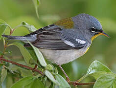 Northern Parula