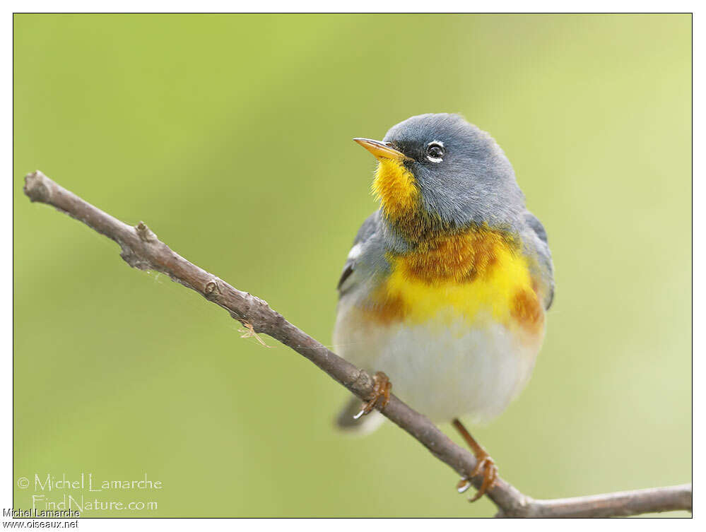 Northern Parula male adult breeding, close-up portrait