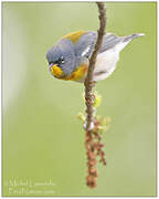 Northern Parula