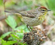 Palm Warbler