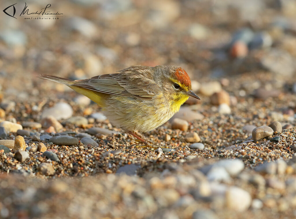 Paruline à couronne rousse